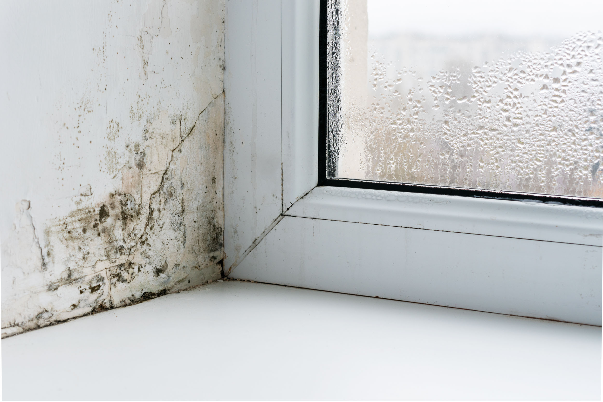 Schimmelbehandlung – Peter Weigert großer Schimmelfleck an einem weißen Fenster